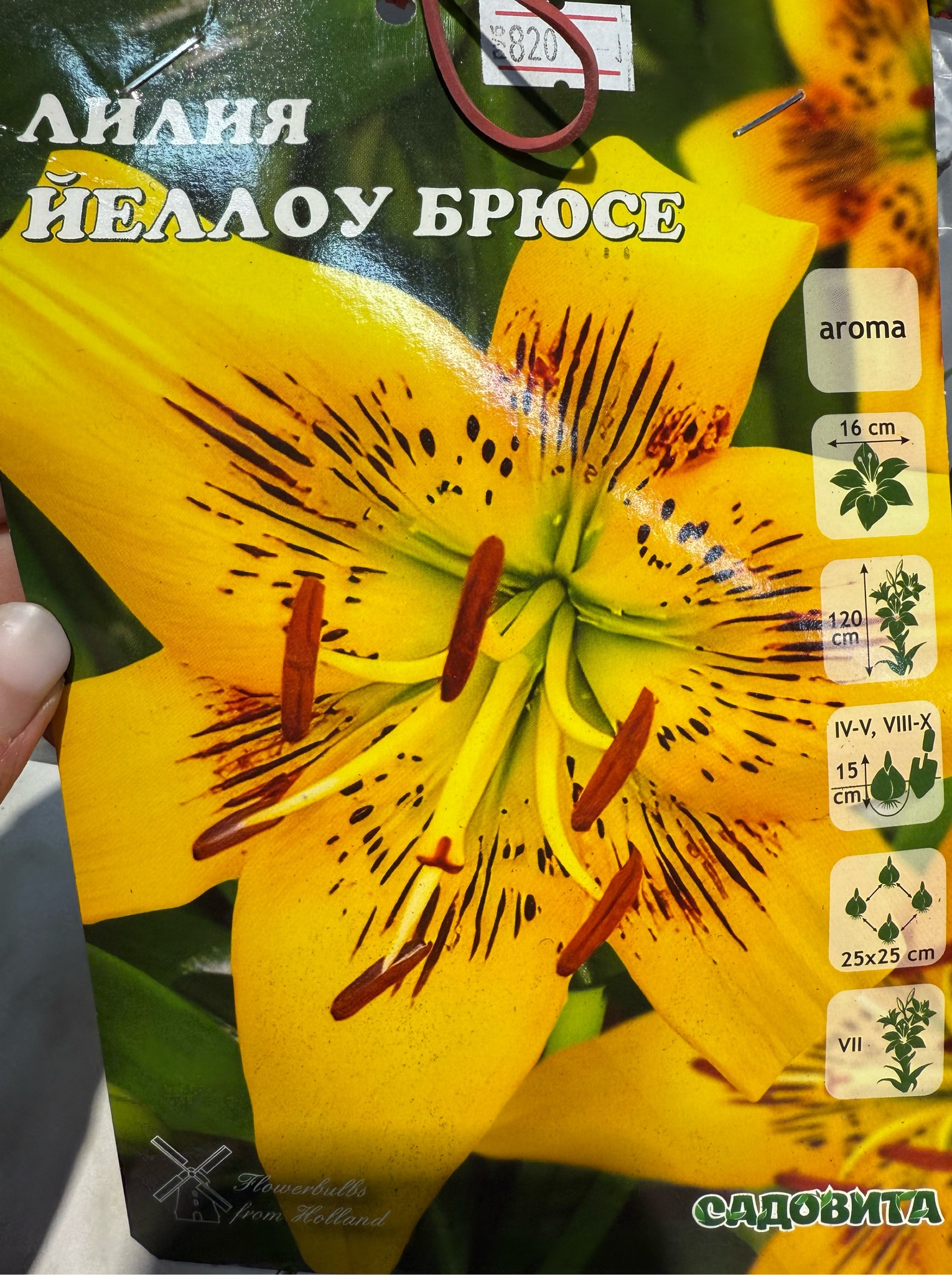 Лилия Йеллоу Брюсе 12/14 5 шт Садовита