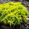 juniperus-media-gold-star-650x650 (1)